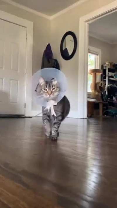 Doing his little turn on the Catwalk.