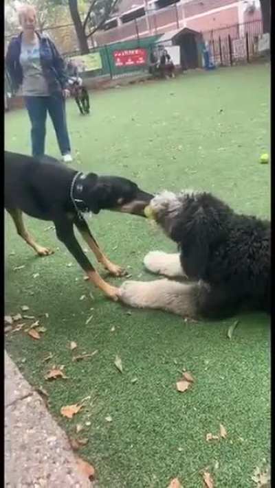 Battle at the dog park