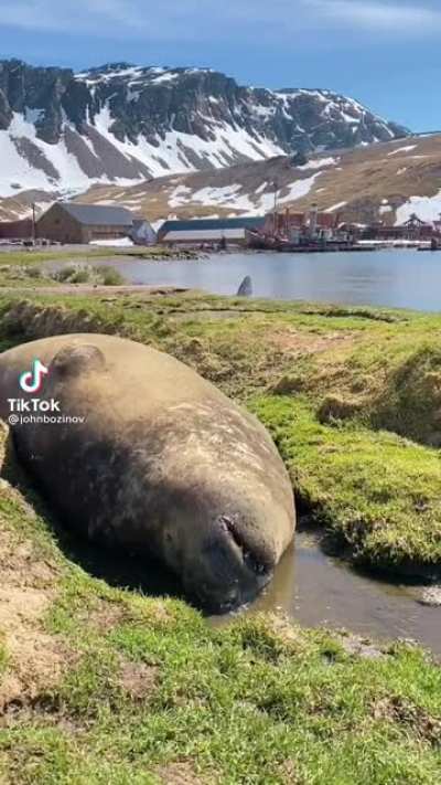 Semi-supine snoozin&rsquo; seal (sound on)