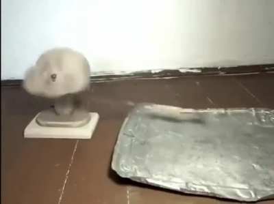 cursed_scratch