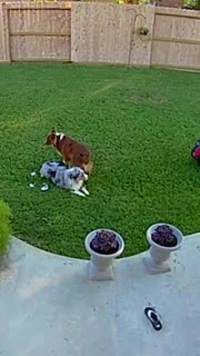 "You've got an entire yard of places to sit!"