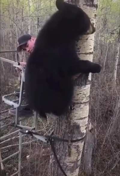 Любопытный мишка
