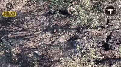 [Graphic] Russian soldier takes a direct hit from an FPV drone of the Strike Drones Company (47 OMBr)