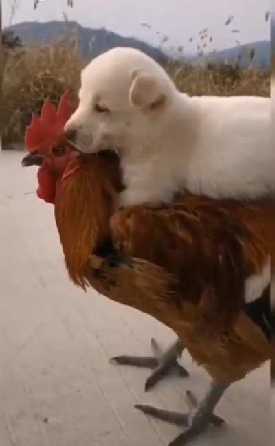 Onward noble steed