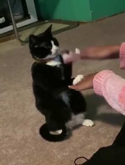 Catty cake