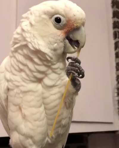 Scratching those itches with pasta
