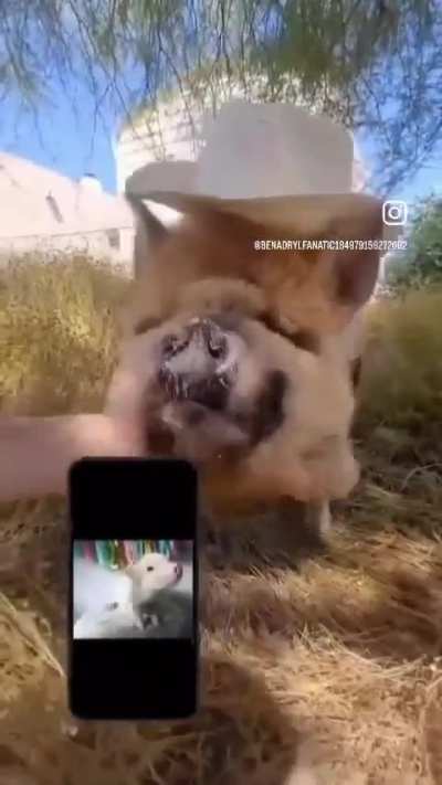 Weird looking dog.