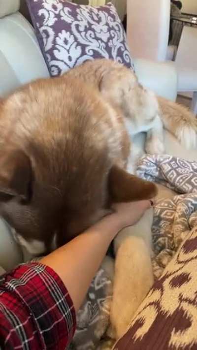 Come on Mommy, more pets please... don&rsquo;t stop... keep doing, keep doing