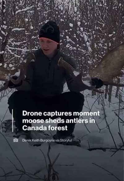 &ldquo;Drone footage captured the moment a moose shed both its antlers in a forest in New Brunswick. The wildlife enthusiast says capturing both antlers shedding is a &lsquo;once in a lifetime moment.&rsquo;&rdquo;