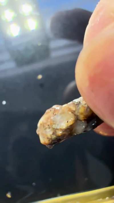 Is this gold?