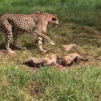 Not right now, damnit. I'm trying make sure nothing eats you.