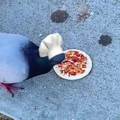 Pombos fazendo uma deliciosa Pizza