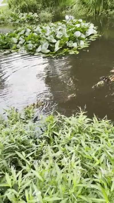 Why Do Ducks Swim in a Row? This phenomenon is so commonplace, it's become an expression. But what's the science behind getting your ducks in a row? Researchers have found the answer&ndash; ducklings save energy by surfing their mom&rsquo;s waves. These swimmers are 