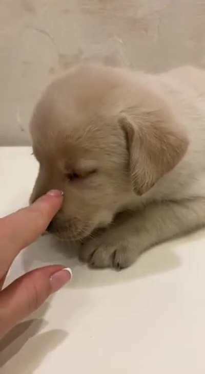 So small but already sooo full of unconditional doggie love