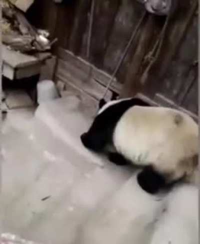 Panda trespassed onto somebody&rsquo;s land