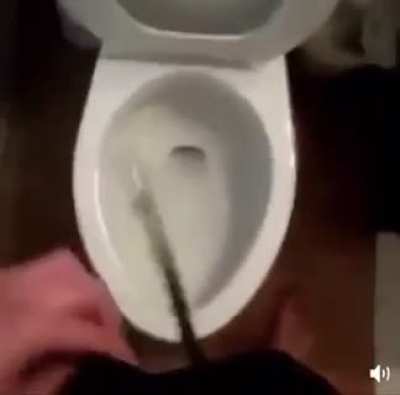 Moldy Dick