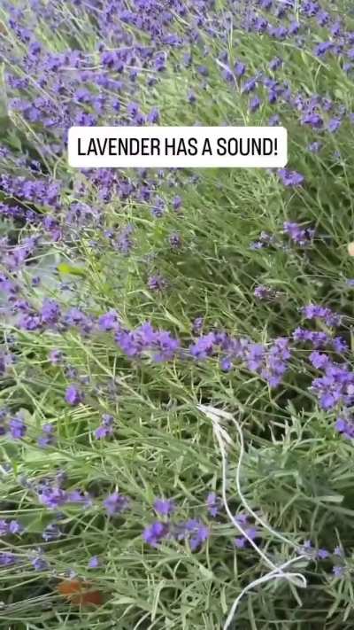 You&rsquo;ve heard of blues music&mdash;but have you heard LAVENDER music before? The Purple Rain of Biosonification.