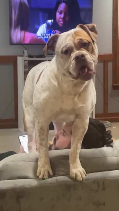 No animals were harmed in the accident that is this video