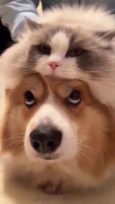 Cat hat.
