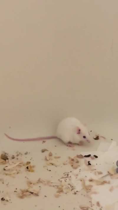 Three of my girls are sweet during playtime but this one is spicy