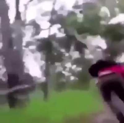 Esses Troncos tem vida pr&oacute;pria monkaW