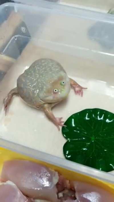 Budgett's frog
