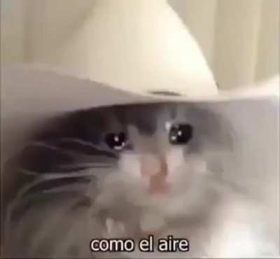 yo😿elvr