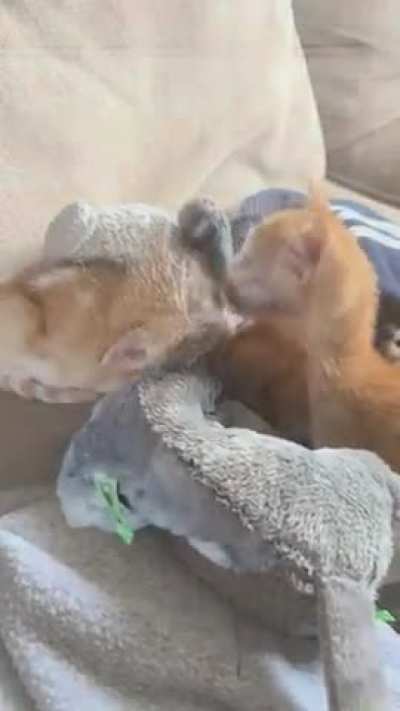 Felt bad my solo foster didn&rsquo;t have a friend, so I gave them one of my stuffed cats and&hellip;