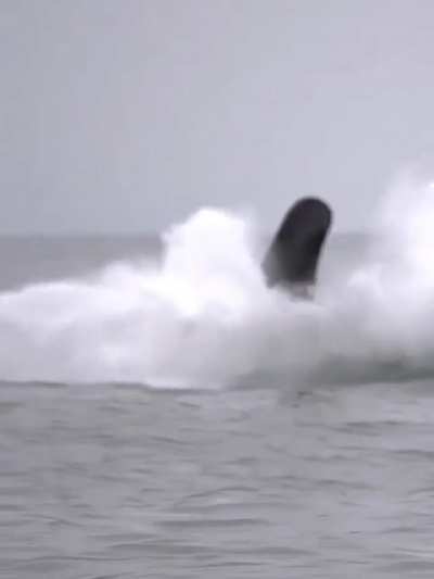 Killer whale