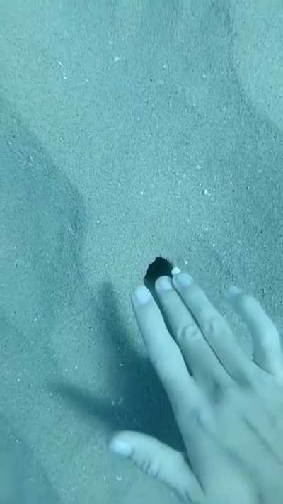 sandussy