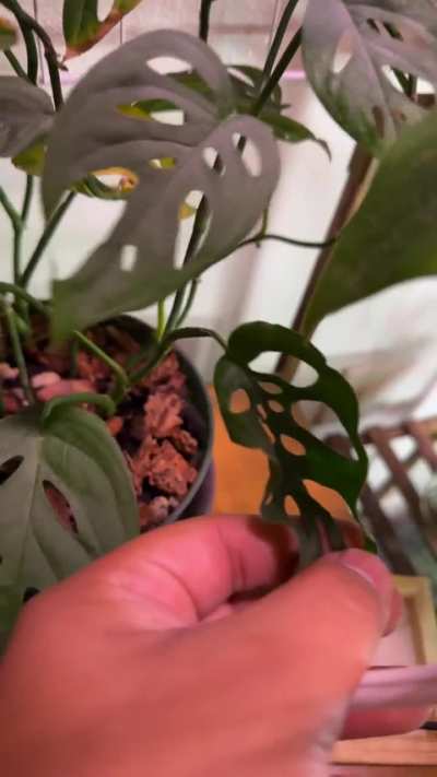 Is this a variegation I can keep?