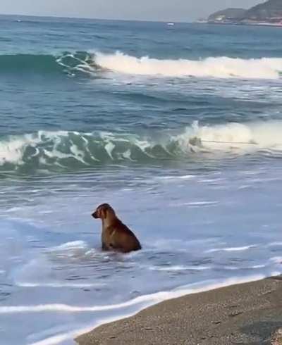 I mean, sure, I know I&rsquo;m a good boy. They know I&rsquo;m a good boy. So why do we have to discuss it every single day? Is it an obsession? Are they trying to make me question my own goodness? &lsquo;Who&rsquo;s a good boy?&rsquo; Me. It&rsquo;s me. Isn&rsquo;t it?