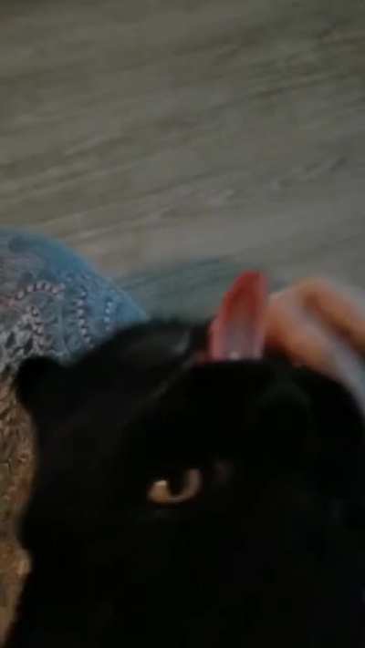 New kitten makes funny sound