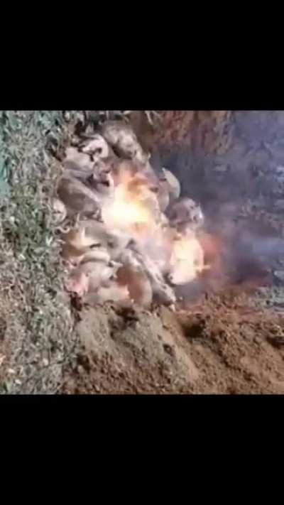 cursed_bbq