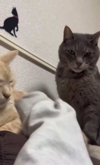 Protective kitty