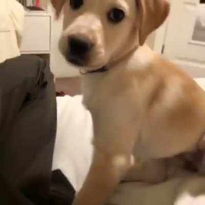 Cute dog
