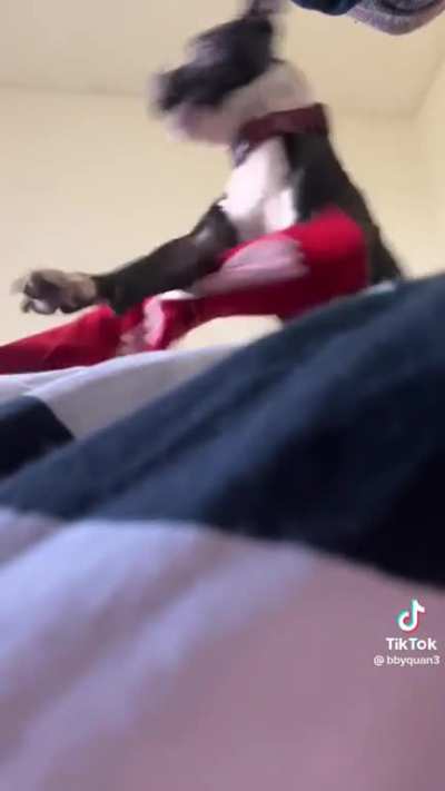 what the dog doing?