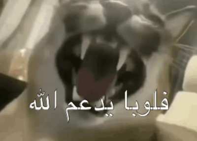 Posting everyday a gif with Floppa until I get bored- day 1