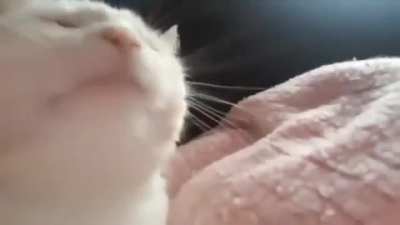 cat just vibes to mass destruction (i was bored)