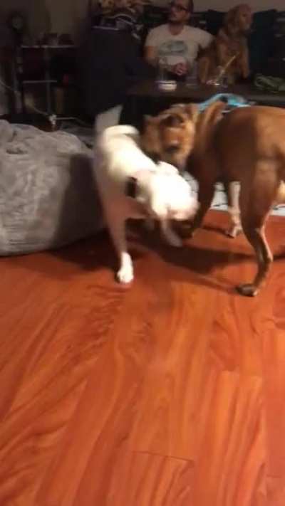 Playful dog scream