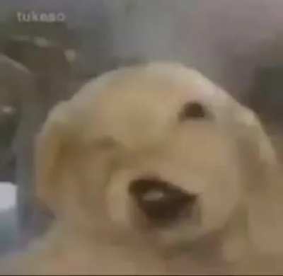 5 + 5 patata