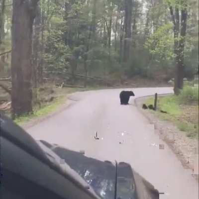 Mommy bear with her 4 cubs..