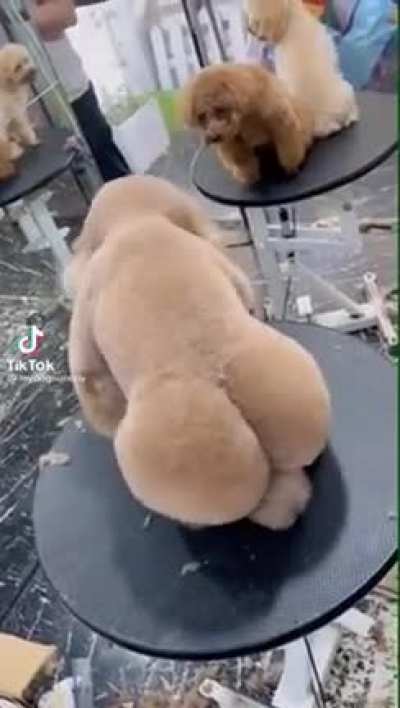 Wordington dog