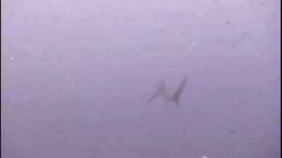 Thresher Shark trying to get some lunch