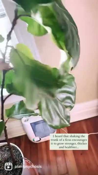 I've done weirder things for my plants &macr;\_(ツ)_/&macr; @plantpsychosis on Instagram!