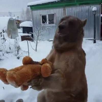 Bear choosing the stuffie he wants