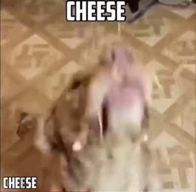 Cheese