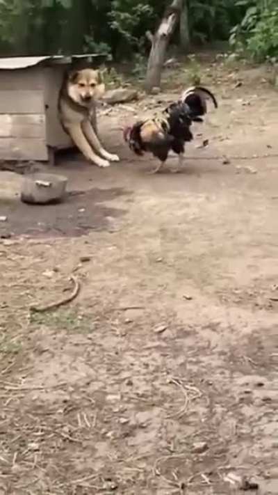Massive Rooster Picks Fight With Bigger Dog