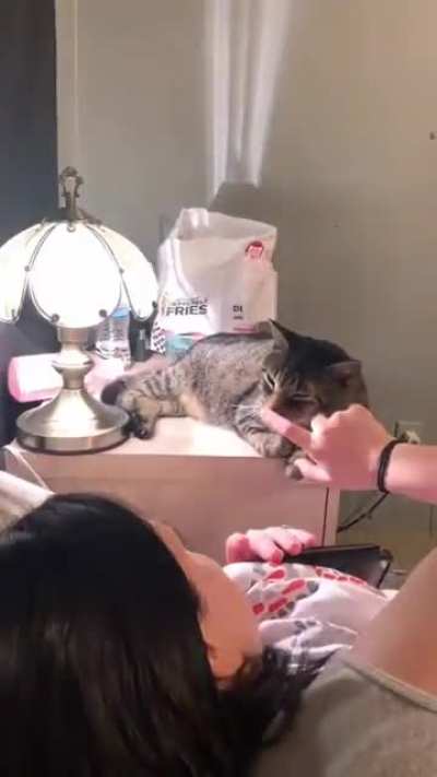 You can use a cat as a conductor to switch on a touch-activated lamp
