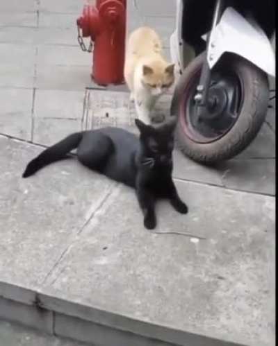 Hitcat wants his victim to know who&rsquo;s coming for him